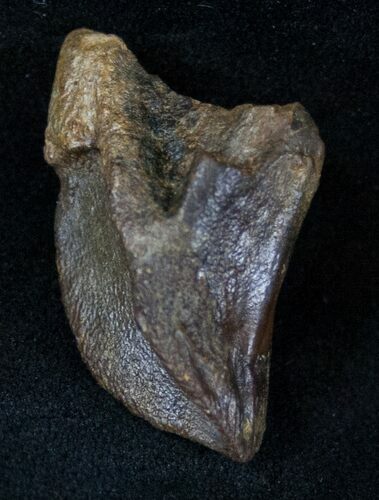 Large Unworn Triceratops Tooth Crown - #13930